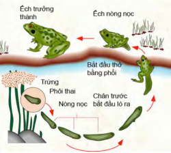 QUY TRÌNH KỸ THUẬT  “SẢN XUẤT GIỐNG ẾCH THÁI LAN (Rana rugosa) PHÙ HỢP VỚI ĐIỀU KIỆN NGHỆ AN”