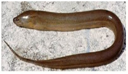 QUY TRÌNH KỸ THUẬT Nuôi thương phẩm Lươn đồng trong bể không sử dụng bùn quy mô công nghiệp phù hợp với điều kiện Nghệ An