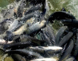 Trung tâm giống thủy sản Nghệ An – thành công nuôi cá trắm đen bằng thức ăn công nghiệp