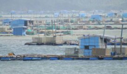 Quảng Ngãi: Hỗ trợ nuôi thủy sản trong lòng hồ chứa