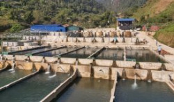 Lai Châu: Lợi thế nuôi cá nước lạnh ở Tam Đường