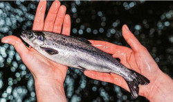 Na Uy: Bí quyết nuôi cá hồi khỏe và thân thiện môi trường