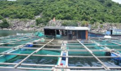 Phú Yên: Sản lượng thủy sản tăng