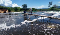 Khánh Hòa: Khuyến cáo thực hiện đúng lịch thời vụ thả tôm giống
