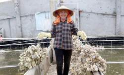 Ninh Bình: Kim Sơn phát triển bền vững nghề ương hàu giống