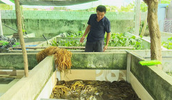 Hà Tĩnh: Nuôi lươn không bùn đang phát triển mạnh