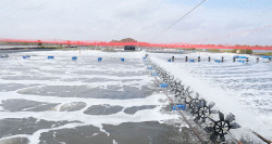 Biện pháp chăm sóc tôm nuôi trong mùa nắng nóng và mưa dông thất thường