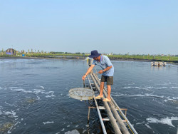 Thời tiết “đỏng đảnh” người nuôi tôm lo lắng dịch bệnh phát sinh