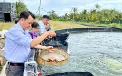 Hậu Giang:  Triển vọng mô hình nuôi cá chạch lấu kết hợp cá heo đuôi đỏ