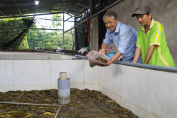Nông dân Vĩnh Long làm giàu nhờ nuôi lươn không bùn