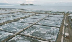 Delta Marine: Hành trình trở thành trại nuôi tôm lớn nhất Indonesia