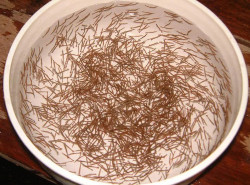 3 yếu tố lựa chọn thức ăn chức năng giai đoạn ương