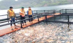 Gia Lai: Đẩy mạnh chuyển giao kỹ thuật nuôi thương phẩm cá điêu hồng trong lồng, bè trên hồ chứa thủy lợi