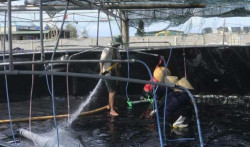 Quảng Trị: Phát triển bền vững nghề nuôi tôm nhờ công nghệ Biofloc