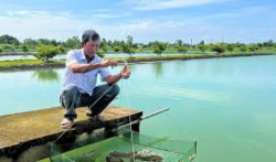 Kỹ thuật nuôi cá chình thương phẩm trong ao đất