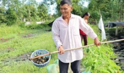 Hà Tĩnh: Biến ruộng trũng thành “ao vàng” với mô hình nuôi ốc bươu đen