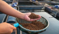 Thức ăn không bột cá, dầu cá: Tương lai cho ngành nuôi biển
