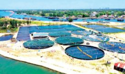 Quảng Nam: Tiên phong nuôi tôm công nghệ cao