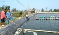 Xử lý sự cố trong ao nuôi tôm trên cát