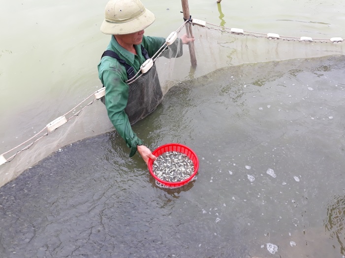 Sản xuất giống – nuôi thương phẩm cá rô phi lai xa dòng Israel tại Nghệ An.
