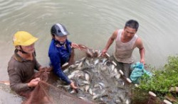 Nghệ An: Thuận lợi phát triển nuôi trồng và khai thác thủy sản