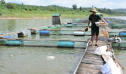 Kon Tum: Phát triển nuôi trồng thủy sản gắn với bảo vệ nguồn lợi