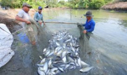 Hậu Giang: Mở rộng diện tích nuôi trồng thủy sản