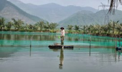 TP Đà Nẵng: Mưa lớn ảnh hưởng đến thủy sản nuôi