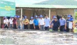 Trao chứng nhận VietGAP cho cơ sở nuôi tôm tại Hà Tĩnh
