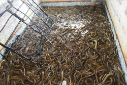 Cần Thơ: Thu tiền tỷ nhờ nuôi lươn không bùn