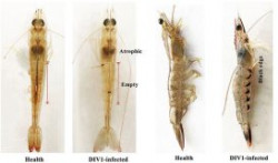 Triển vọng kiểm soát virus DIV1 gây bệnh trên tôm