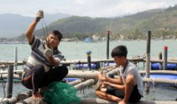 Phú Yên: Tăng cường quản lý dịch bệnh trong nuôi trồng thủy sản