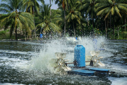 Kiểm soát tốt môi trường: Yếu tố thành bại trong nuôi tôm