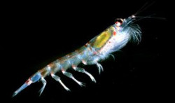 Những phát hiện mới về krill