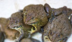 Kiên Giang: Lãi lớn nhờ nuôi ếch thương phẩm ở Giang Thành