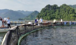 Hòa Bình: Thế mạnh nuôi thủy sản lòng hồ gắn phát triển du lịch