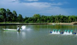 Thanh Hóa: Bảo vệ thủy sản nuôi mùa nắng nóng