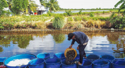 Các phương pháp bảo quản tôm tươi sau thu hoạch