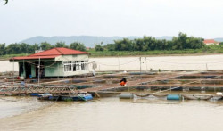 Chăm sóc thủy sản nuôi sau bão