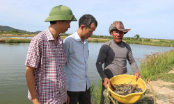 Quảng Bình: Hướng đi mới từ nuôi tôm càng xanh