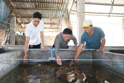 Bà Rịa – Vũng Tàu: Thành lập Hợp tác xã nuôi lươn Châu Đức