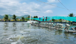 Tiền Giang: Triển vọng nuôi tôm tiết kiệm năng lượng