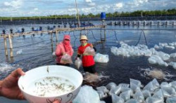 Nâng cao tỷ lệ sống cho tôm