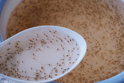 Kiểm tra con giống bằng cảm quan