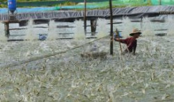 Sản lượng tôm nuôi tăng mạnh nhờ ứng dụng công nghệ cao