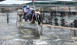 Bến Tre: Ứng dụng hiệu quả công nghệ trong nuôi tôm