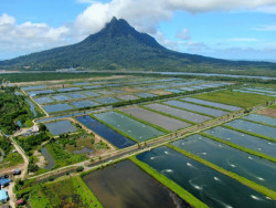 Chiến lược phát triển ngành tôm bền vững
